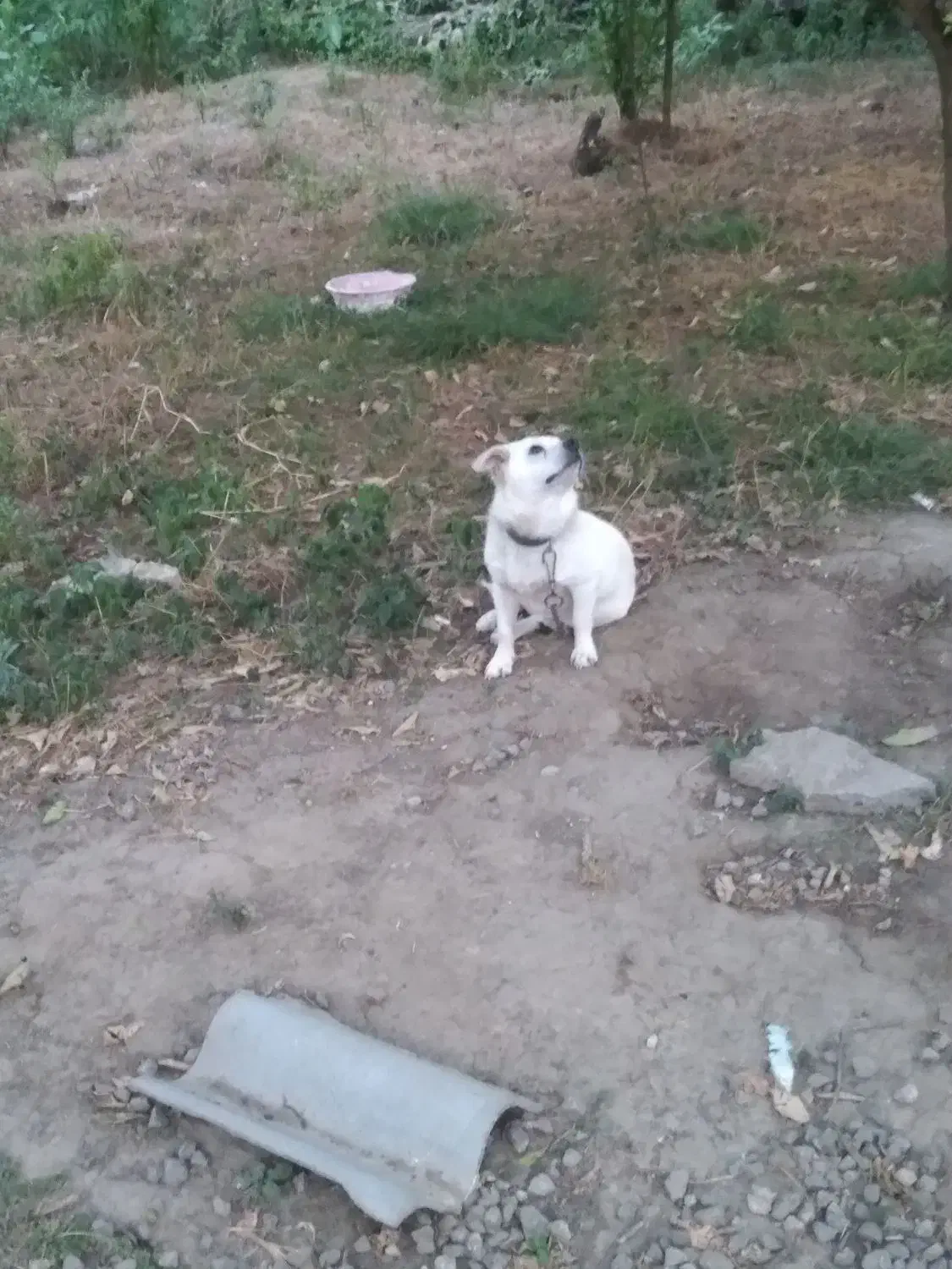 سگ پاکوتاه|سگ|جویبار, |دیوار