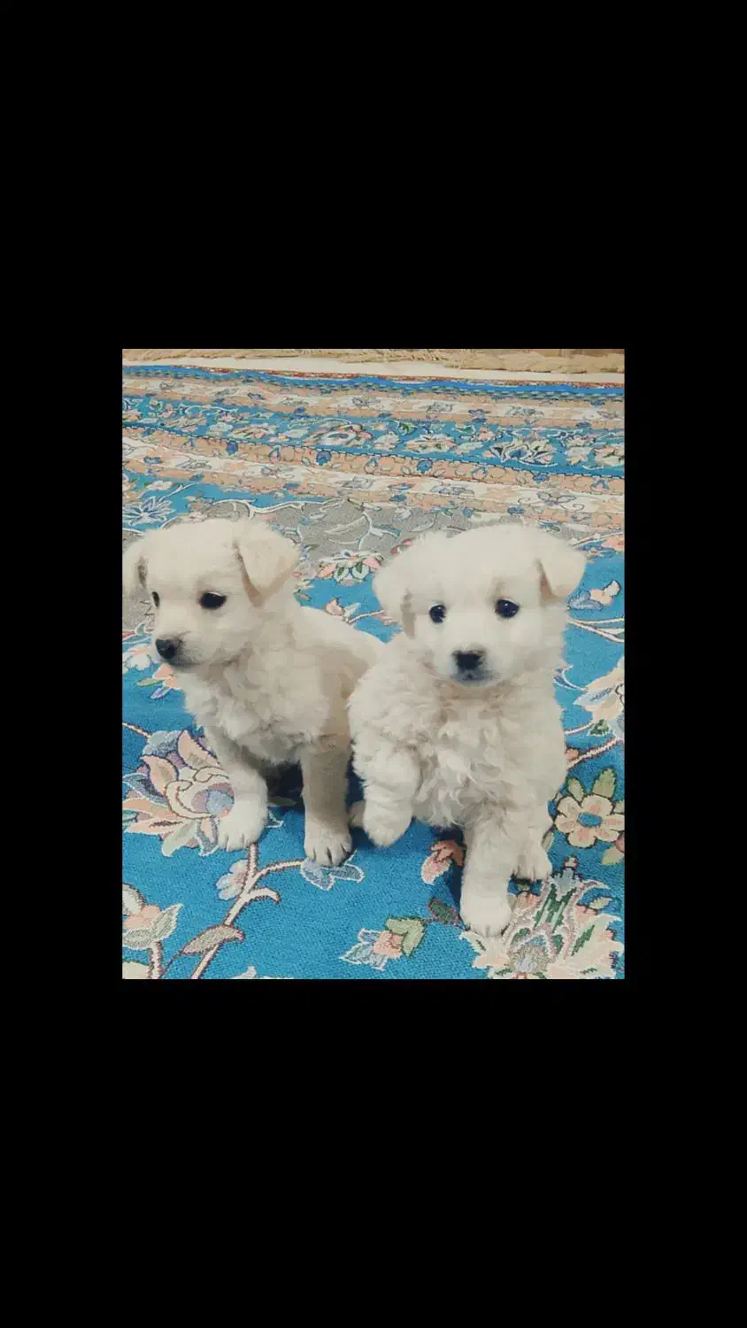 پاپی پا کوتاه|سگ|مشهد, ملکآباد|دیوار