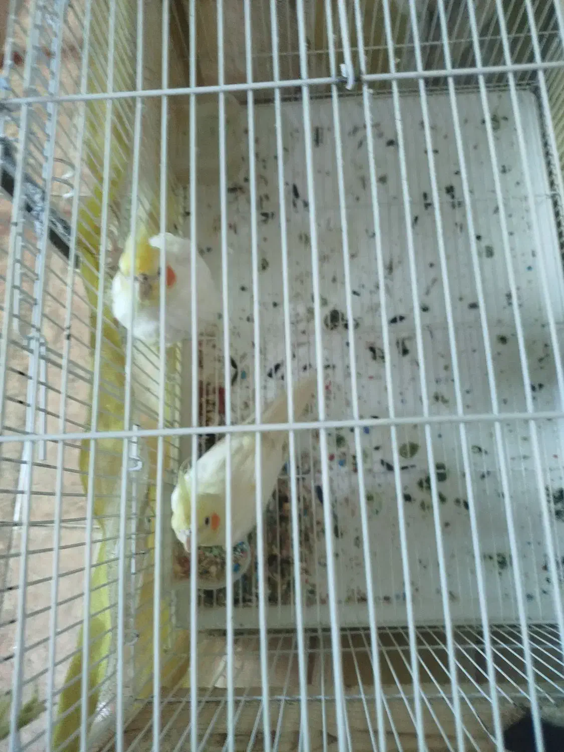 عروس هلندی|پرنده|بندرلنگه, |دیوار