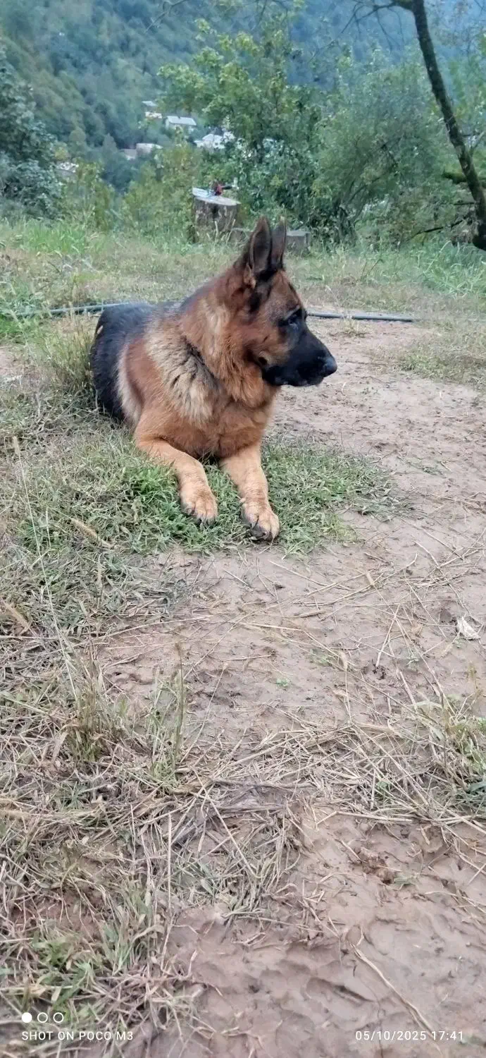 ژرمن شولاین نر حرفه ای|سگ|تالش, هشتپر|دیوار