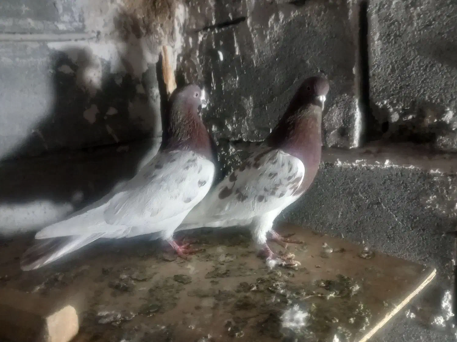 کبوتر|پرنده|تبریز, |دیوار