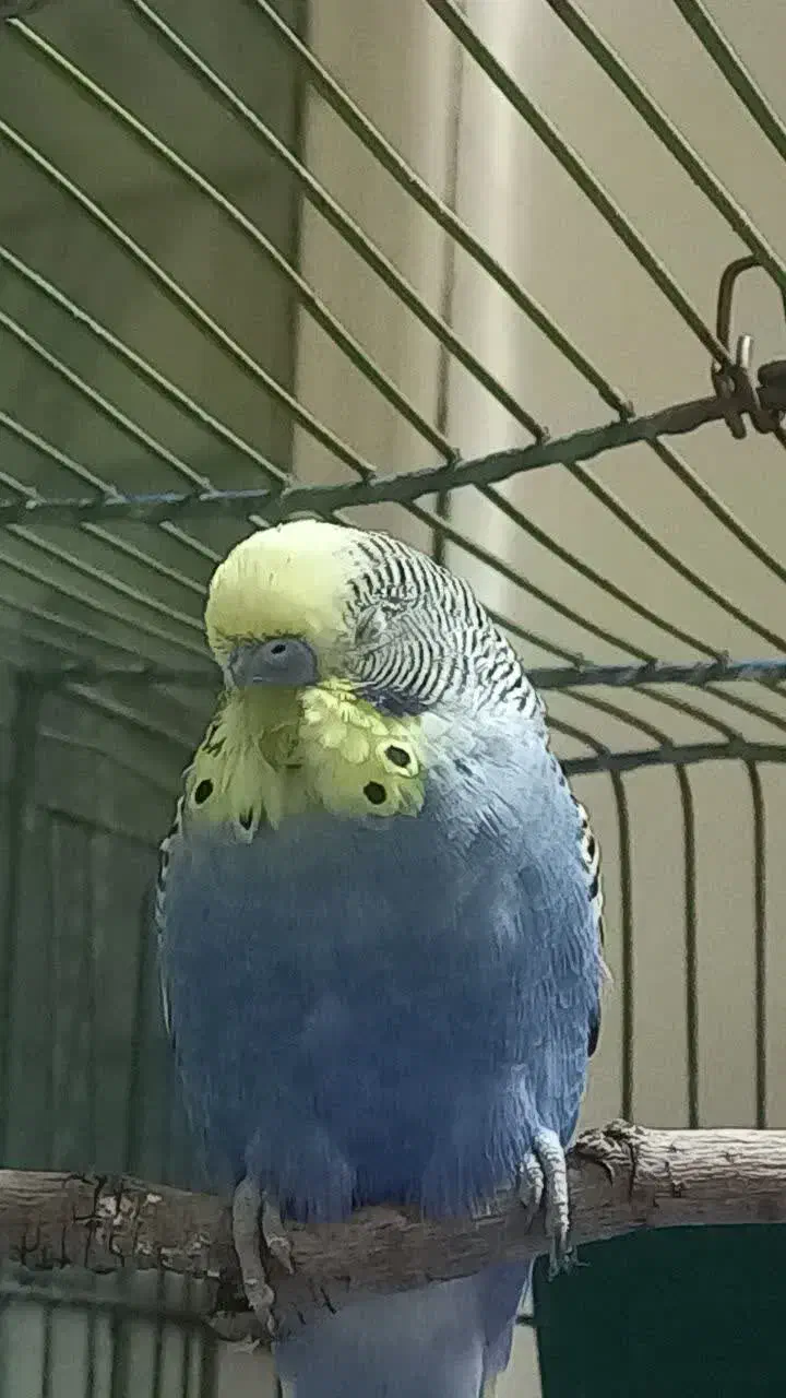 مرغ عشق خوشگل جفت|پرنده|قم, حنیف نژاد|دیوار