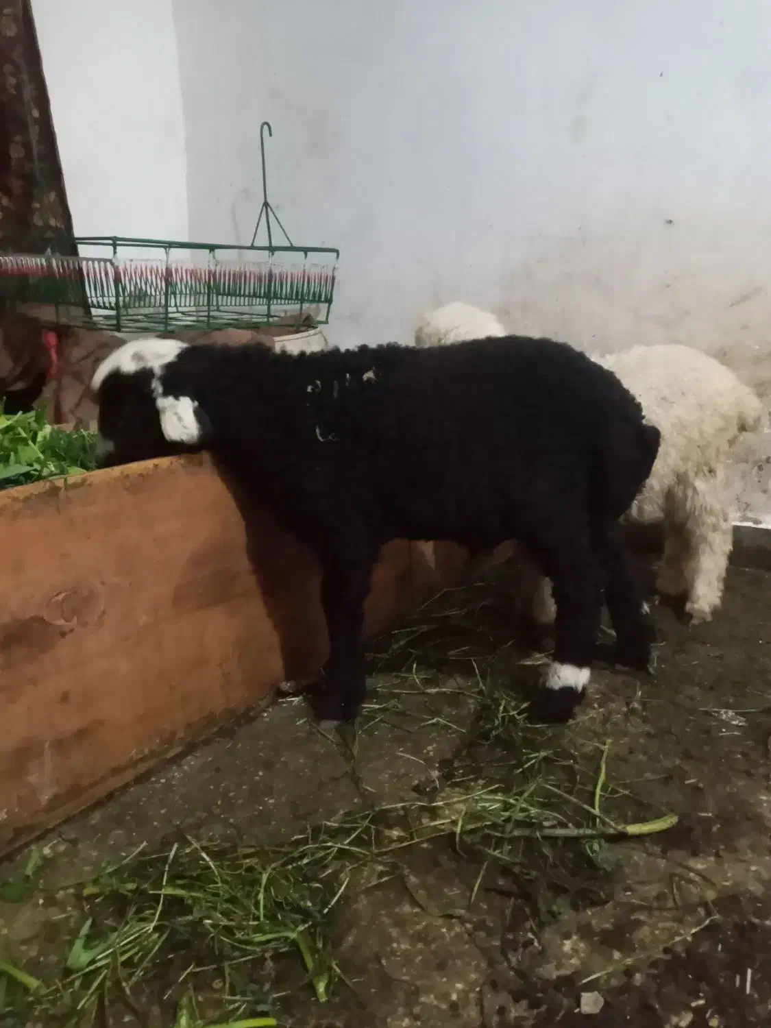 بز بره|حیوانات مزرعه|دزفول, |دیوار