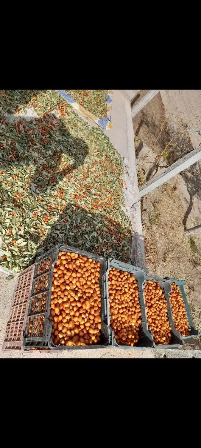 فروش باغ در گوگان آذرشهر|فروش خانه و ویلا|گوگان, |دیوار