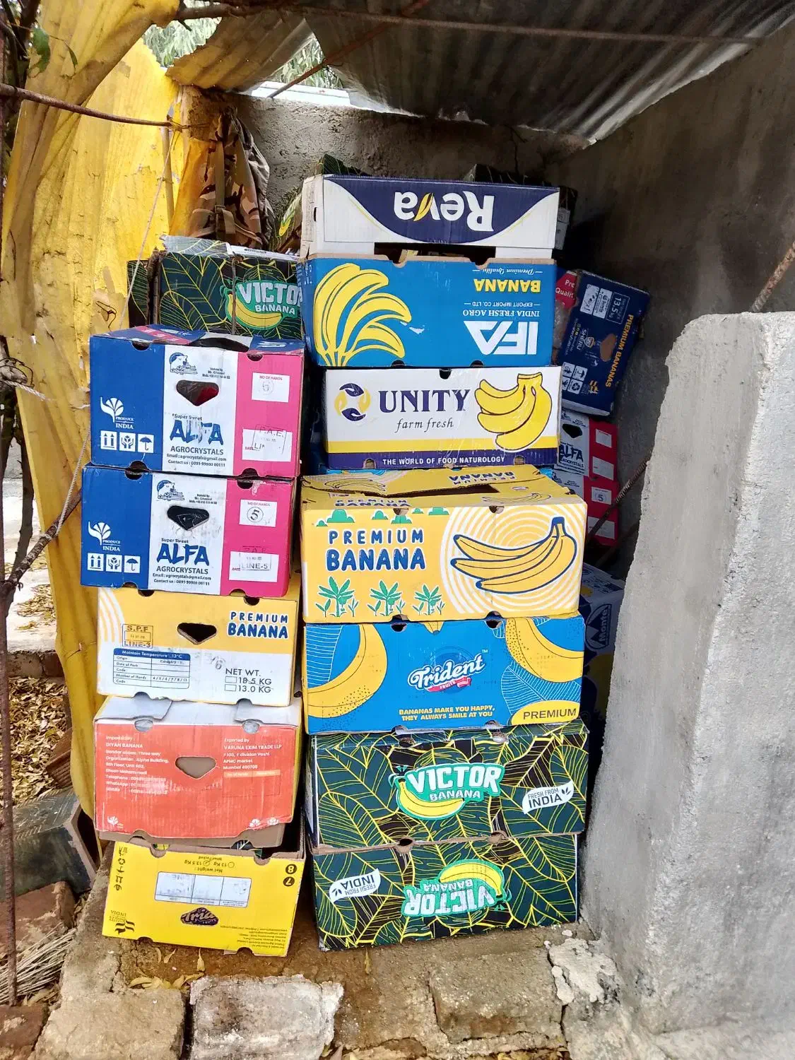 کارتون موز تازه|حراج|سرپل ذهاب, |دیوار