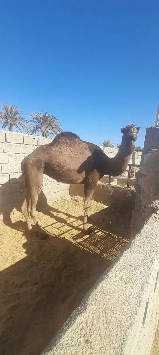 شتر|حیوانات مزرعه|طبس, |دیوار