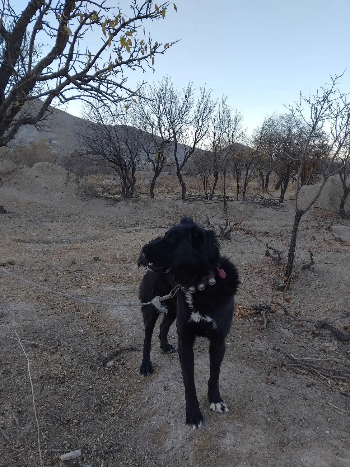 سگ قدریجونی همه چی تمام درشت|سگ|ساروق, |دیوار