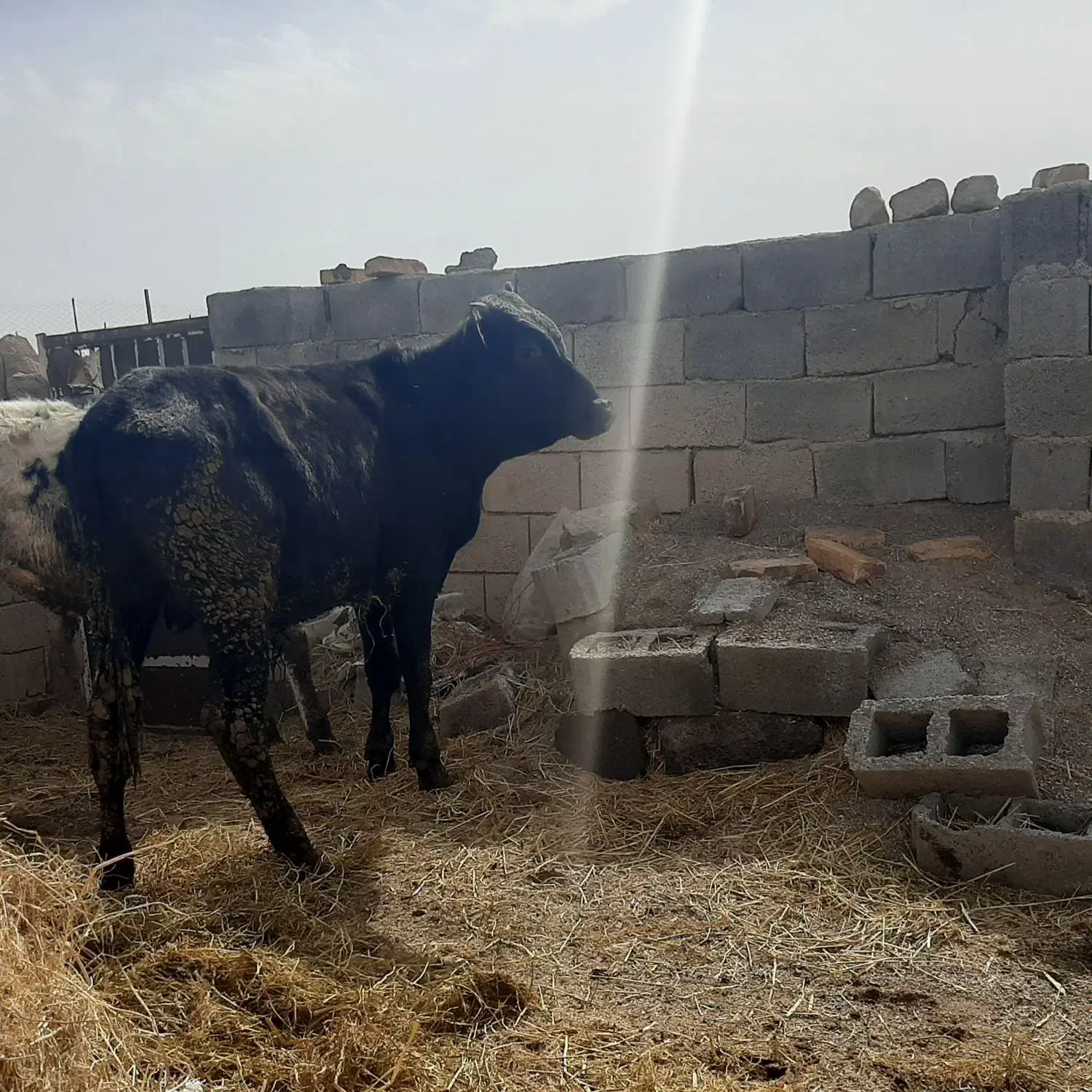گوساله نر|حیوانات مزرعه|سده (خراسان جنوبی), |دیوار