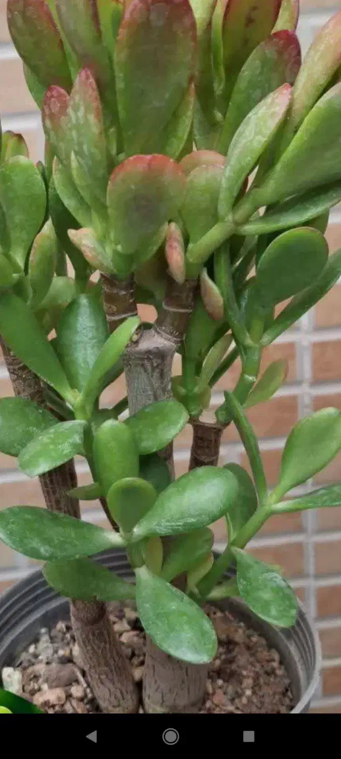 گل انار ۸۰|گل و گیاه طبیعی|بروجرد, |دیوار