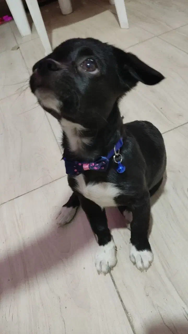 واگذاری سگ پاکوتاه|سگ|خفر, |دیوار