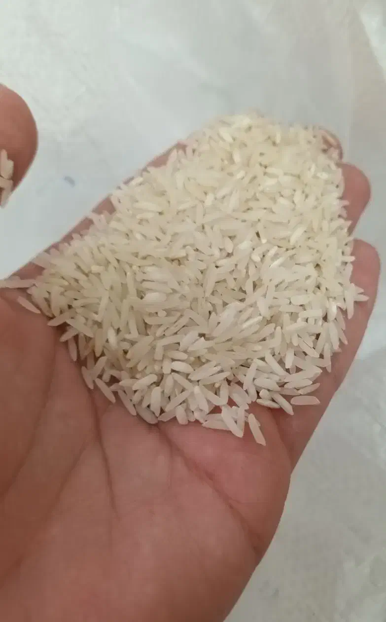 برنج طارم هاشمی|خوردنی و آشامیدنی|رشت, کوی بیانی|دیوار