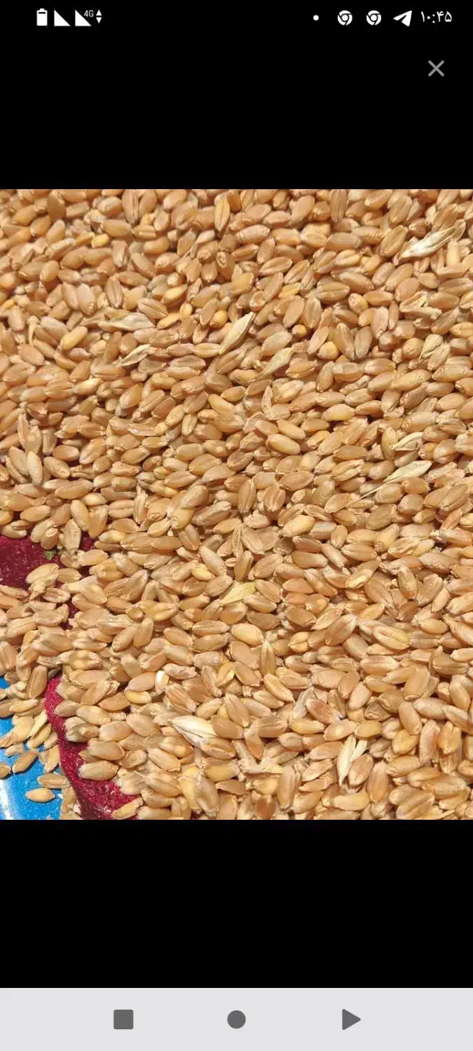 گندم الجی|فعالیت داوطلبانه تحقیقاتی|اردبیل, |دیوار
