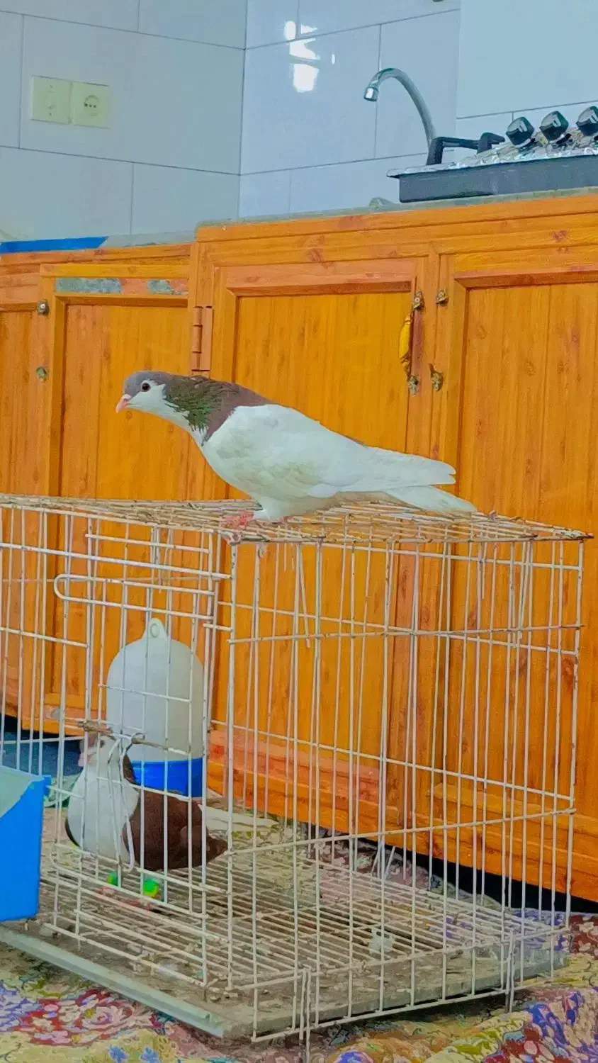 کبوتر شیرازی یه کت|پرنده|سوسنگرد, |دیوار