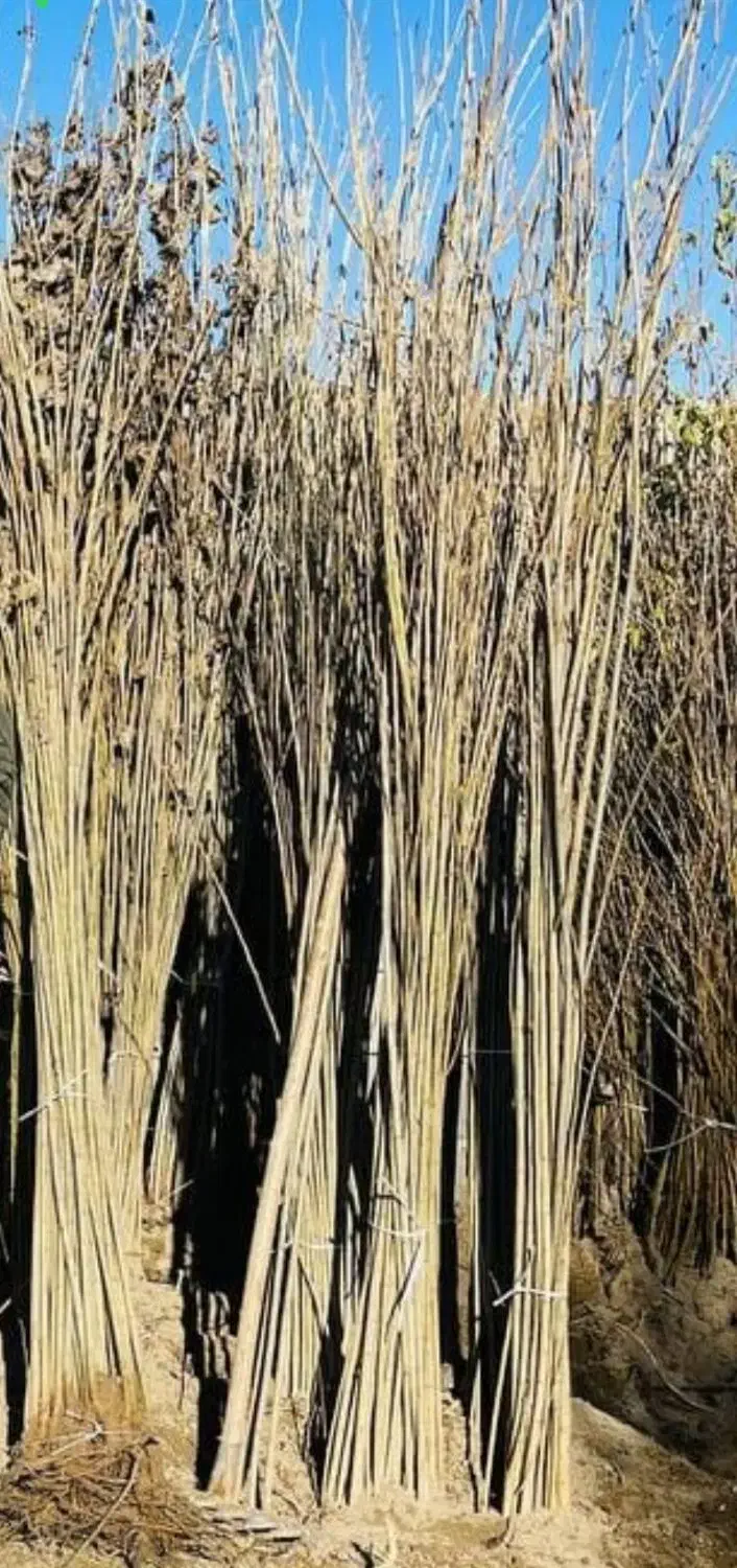 فروش نهال های آوکادو و صنوبر|خدمات باغبانی و درختکاری|خرمآباد (تنکابن), |دیوار