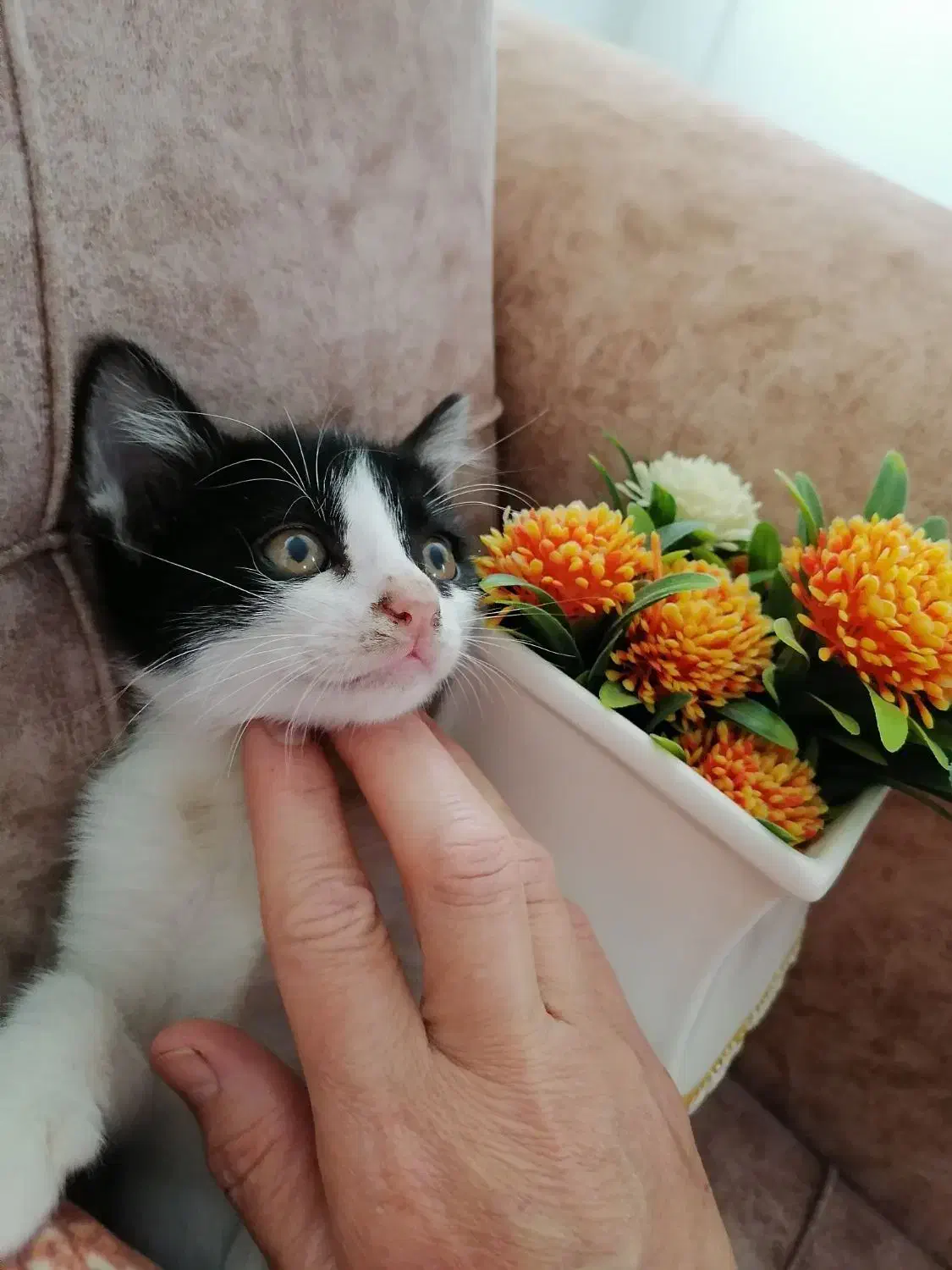 واگذاری رایگان بچه گربه های شیطون، ملوس|گربه|شیراز, رکنآباد|دیوار