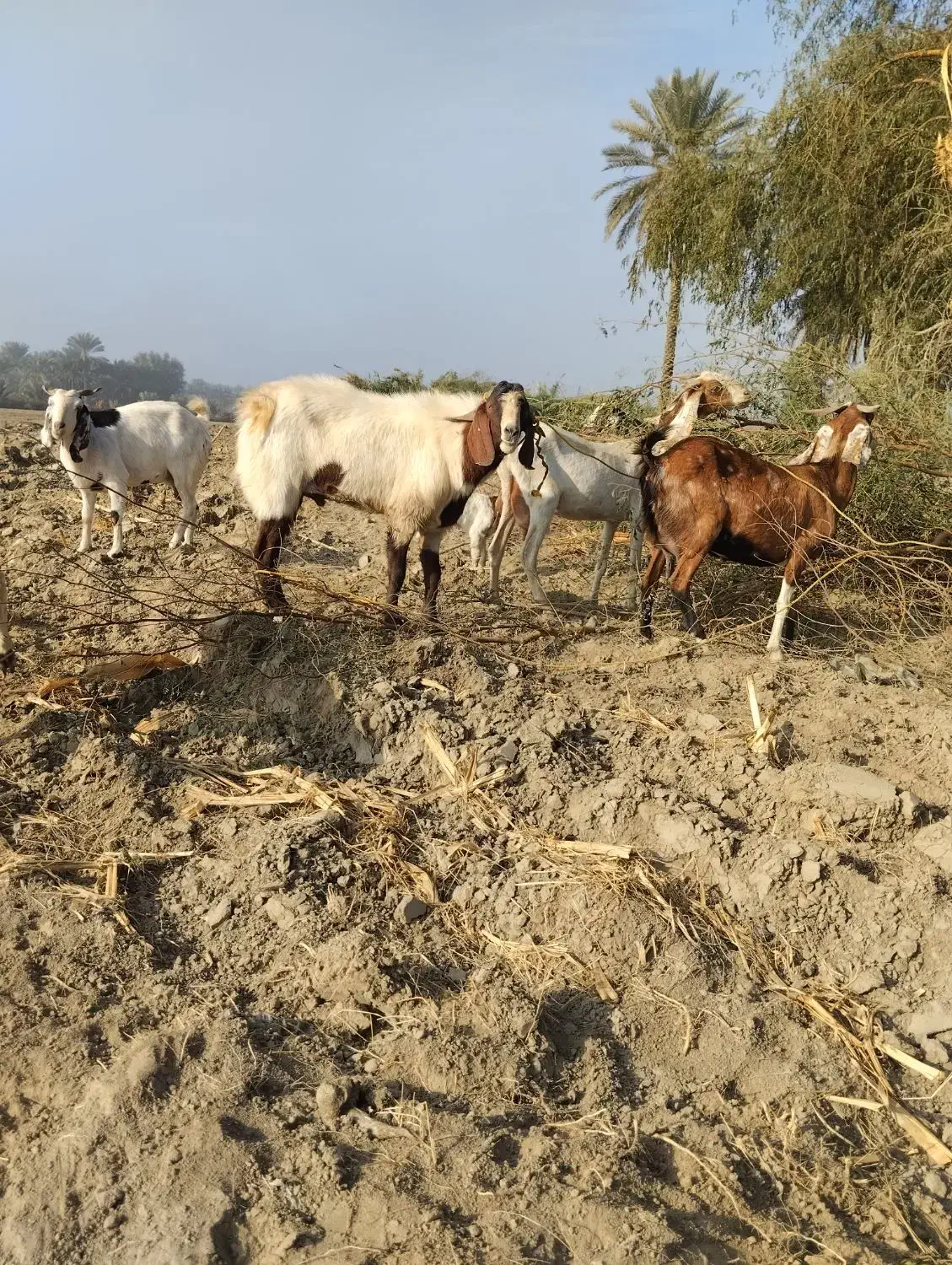 2عدد نری 3عدد بز|حیوانات مزرعه|میناب, |دیوار