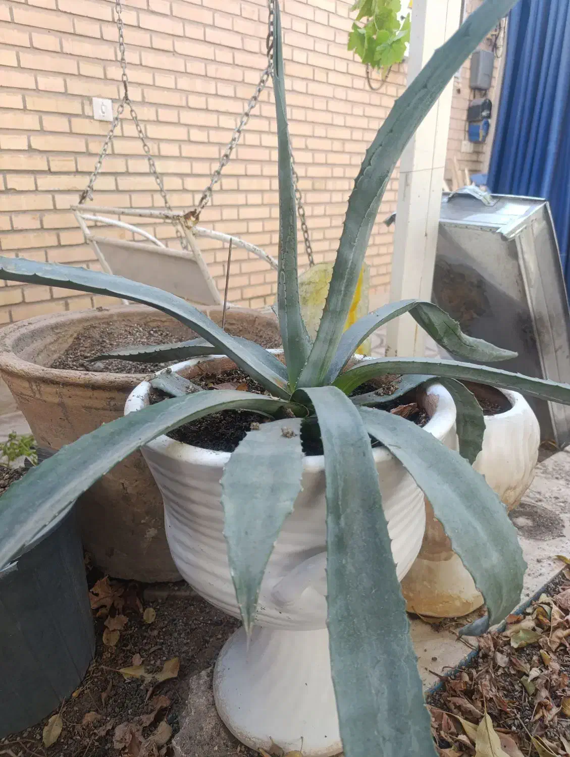 گل وگیاه|گل و گیاه طبیعی|سبزوار, امیر کبیر|دیوار