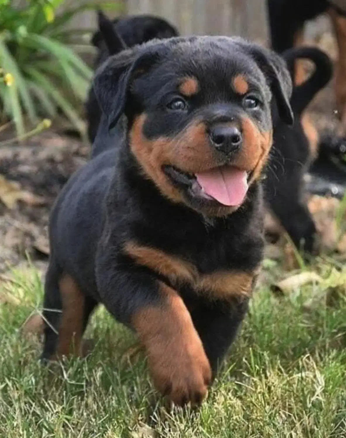 سگ روتوایلر rottweiler توله سگ روتوایلر|سگ|هشتگرد, شهرک گلها|دیوار