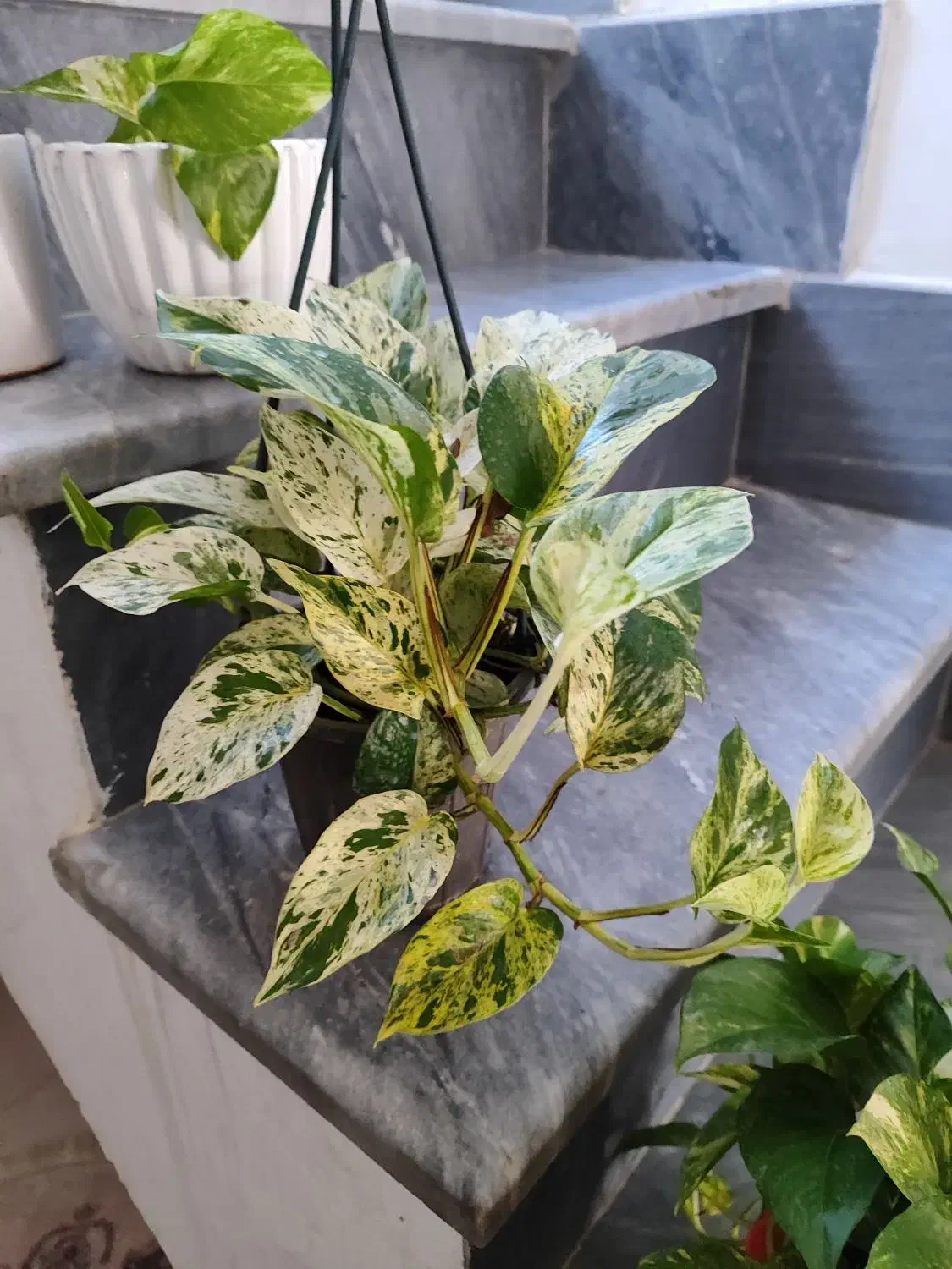 انواع گل با قیمت خوب ب فروش میرسد|گل و گیاه طبیعی|آزادشهر, |دیوار