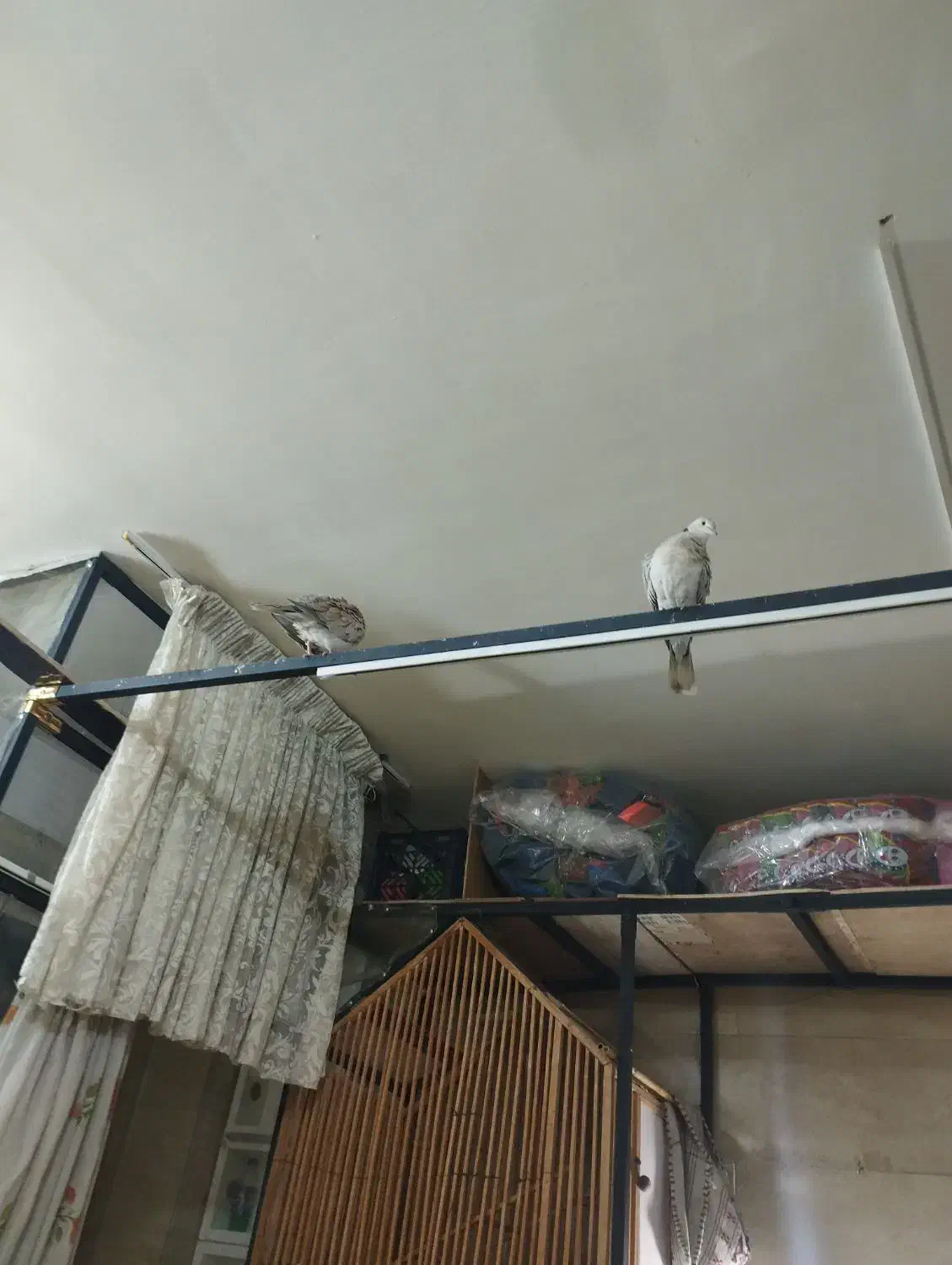 پرنده زینتی|پرنده|شهریار, شهرک وائین|دیوار