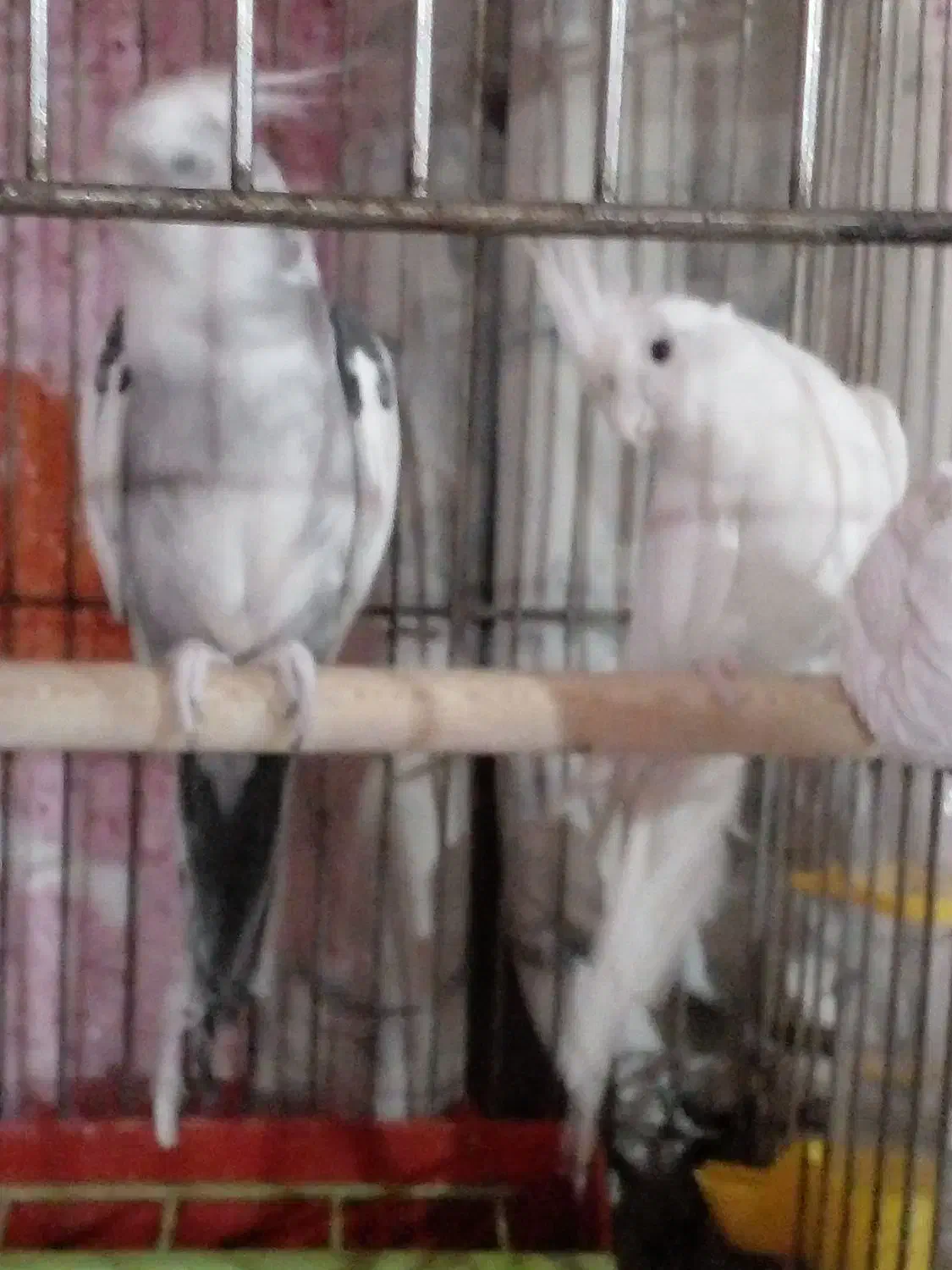 شادگان|پرنده|شادگان, |دیوار