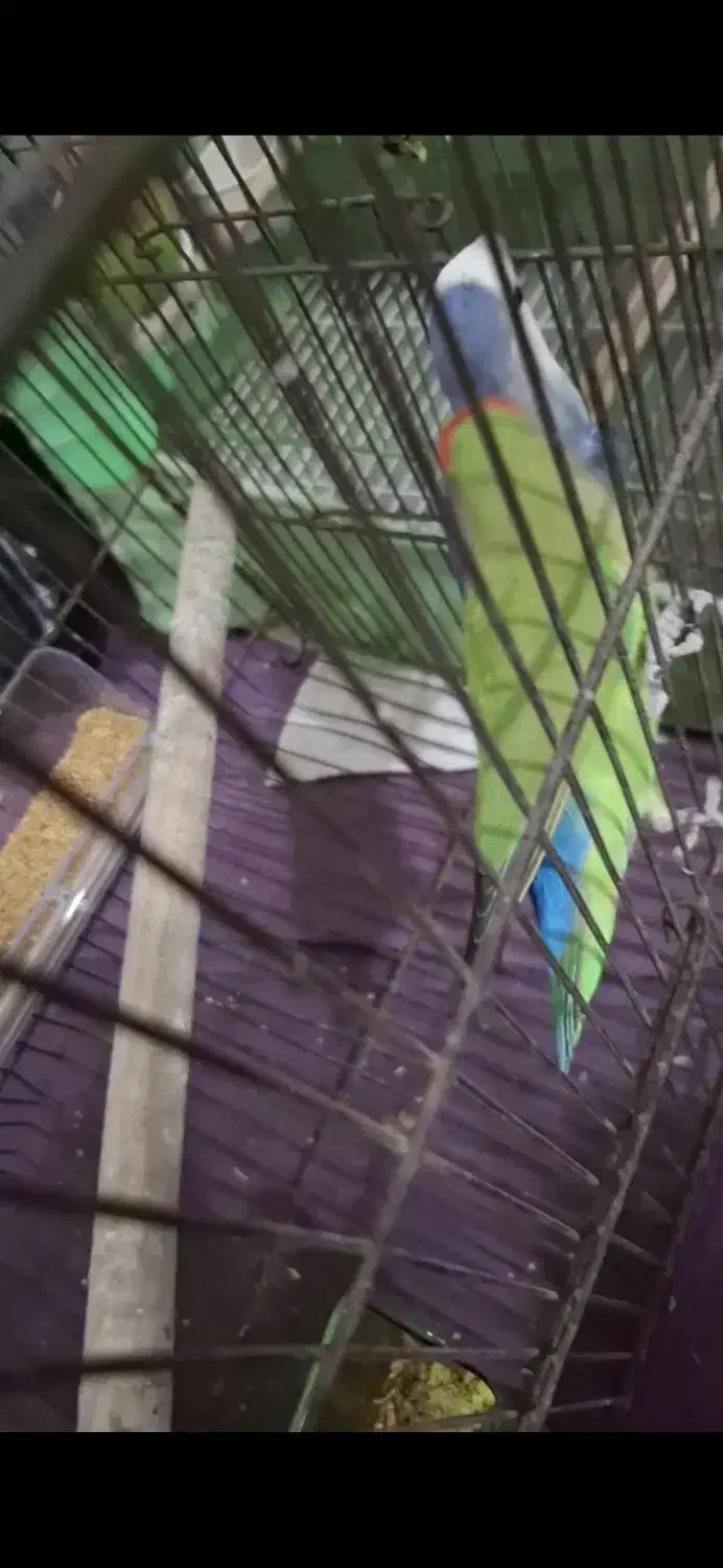 ۳ عدد طوطی برزیلی سرحال|پرنده|باوی, |دیوار