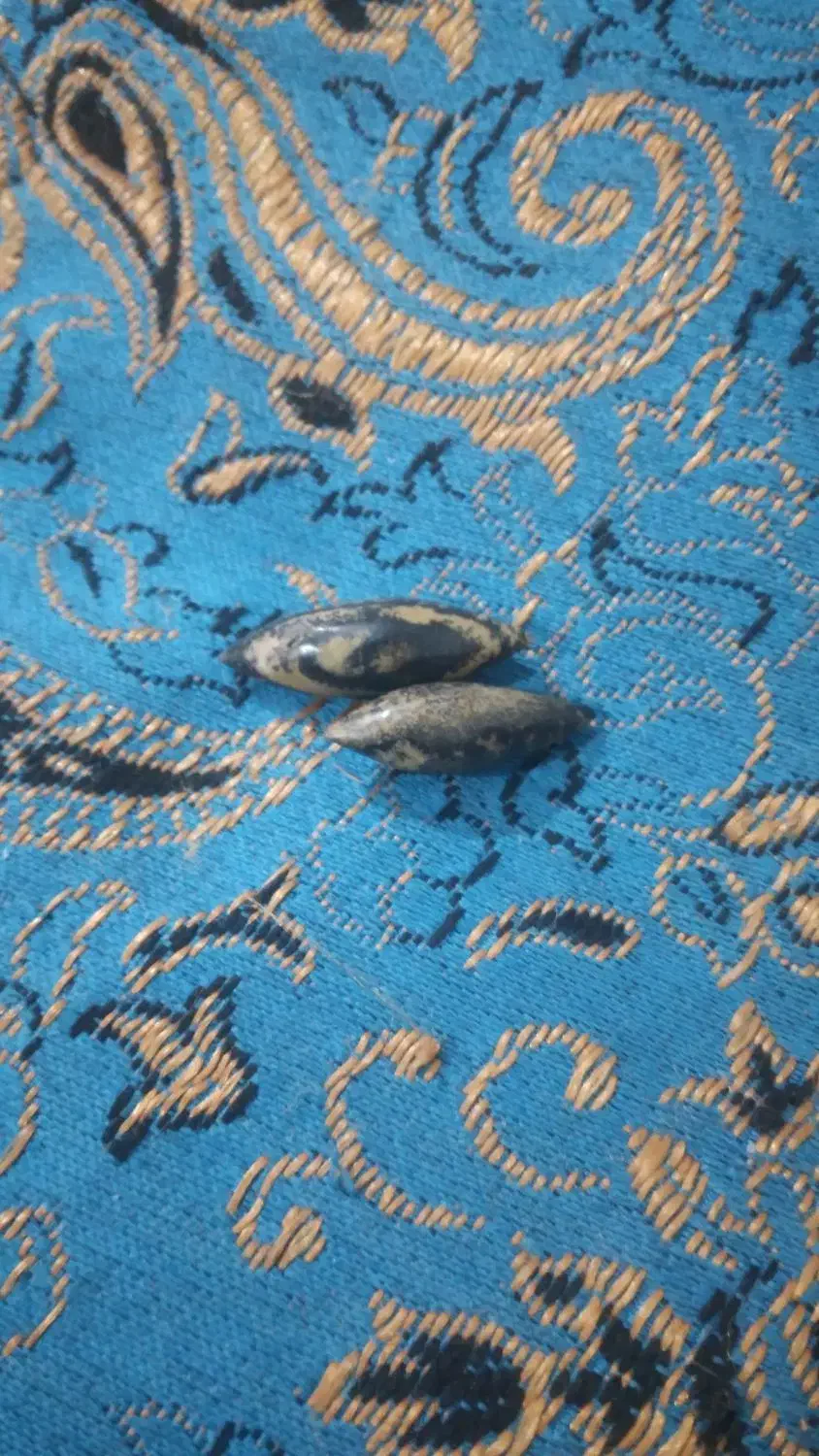 سنگ مهره|کلکسیون اشیاء عتیقه|شیراز, شهرک بهار|دیوار