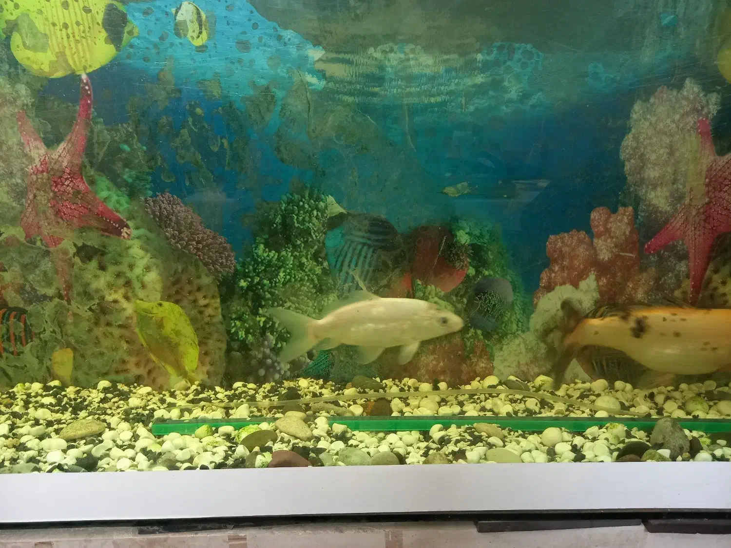 ماهی کوی|ماهی|یزد, |دیوار