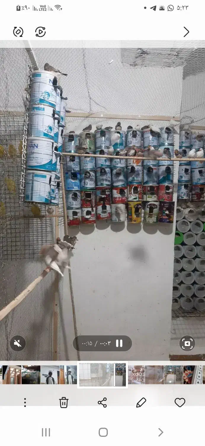 فنچ و نرگسی مولد موجود هست|پرنده|سراوان, |دیوار