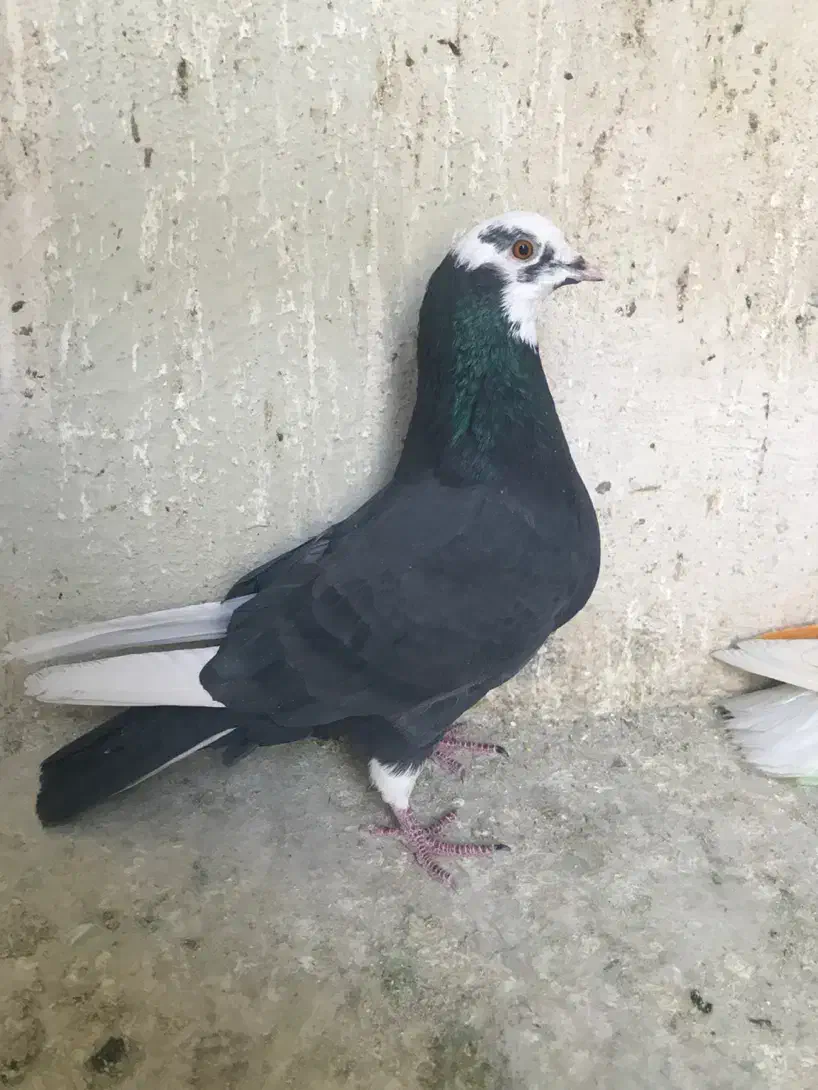 کفتر کوبتر کله دار به شرط کفتر ابلغ سر دست سفید|پرنده|تهران, حشمتیه|دیوار