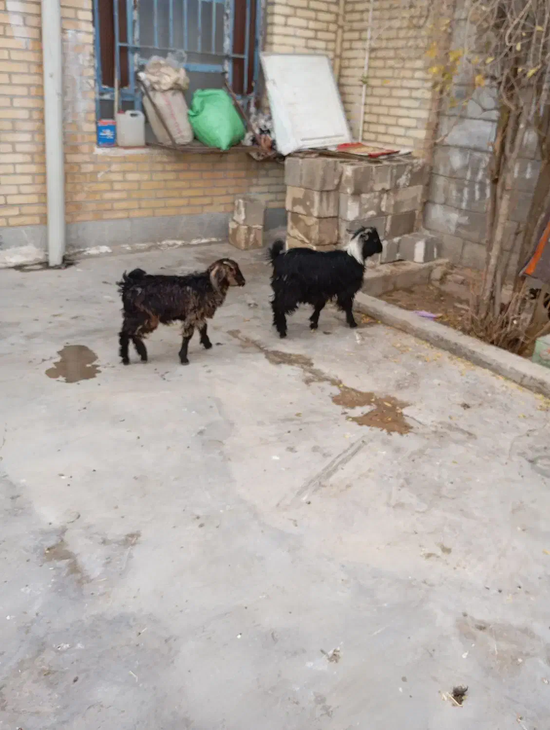 کهره فروشی در باغملک|حیوانات مزرعه|باغ ملک, |دیوار