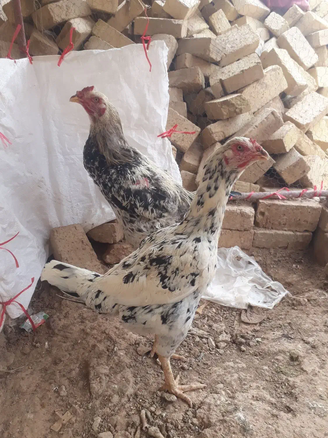 مرغ لاری|حیوانات مزرعه|کبودرآهنگ, |دیوار