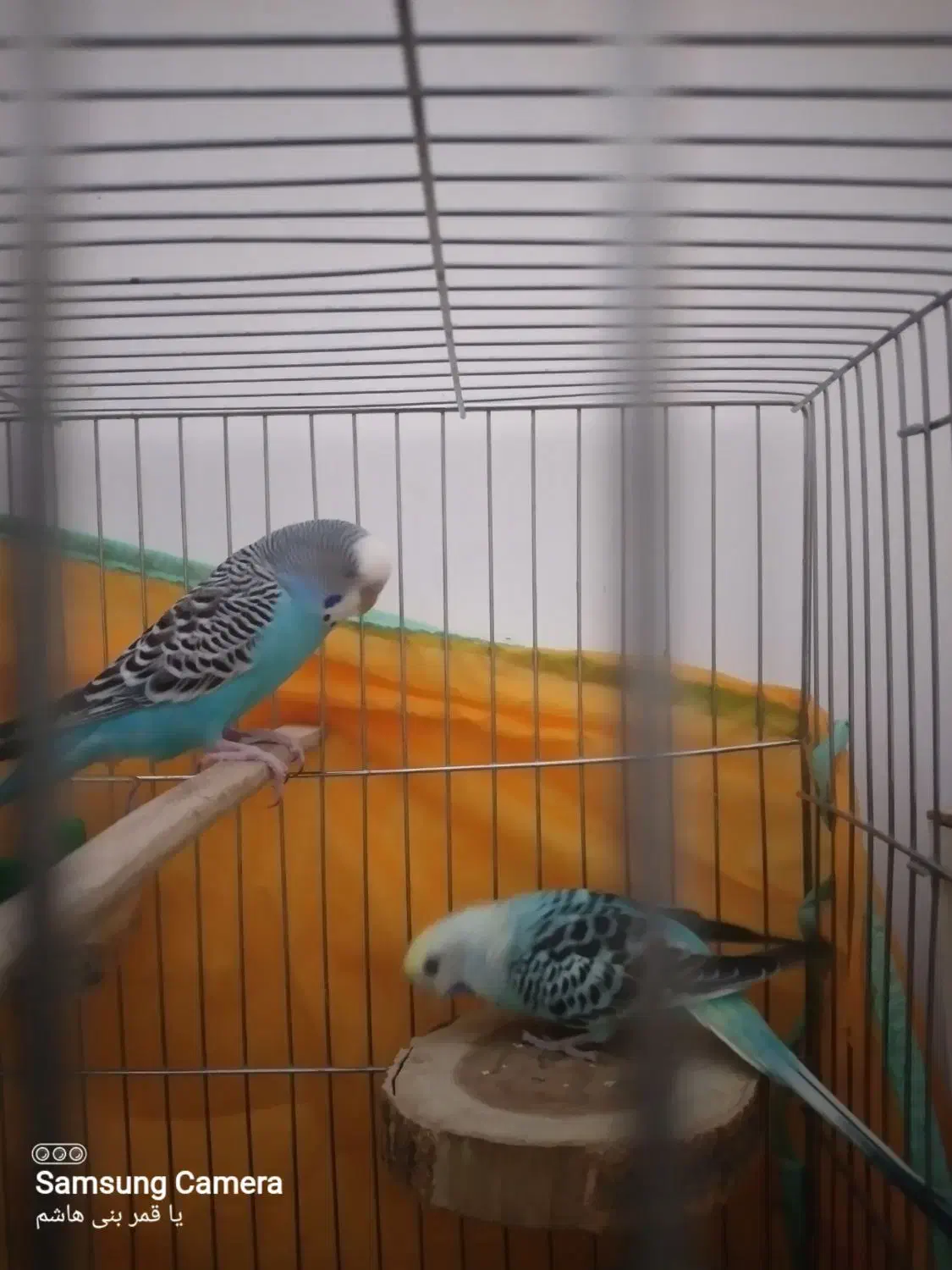 مرغ عشق|پرنده|قم, چهار مردان|دیوار