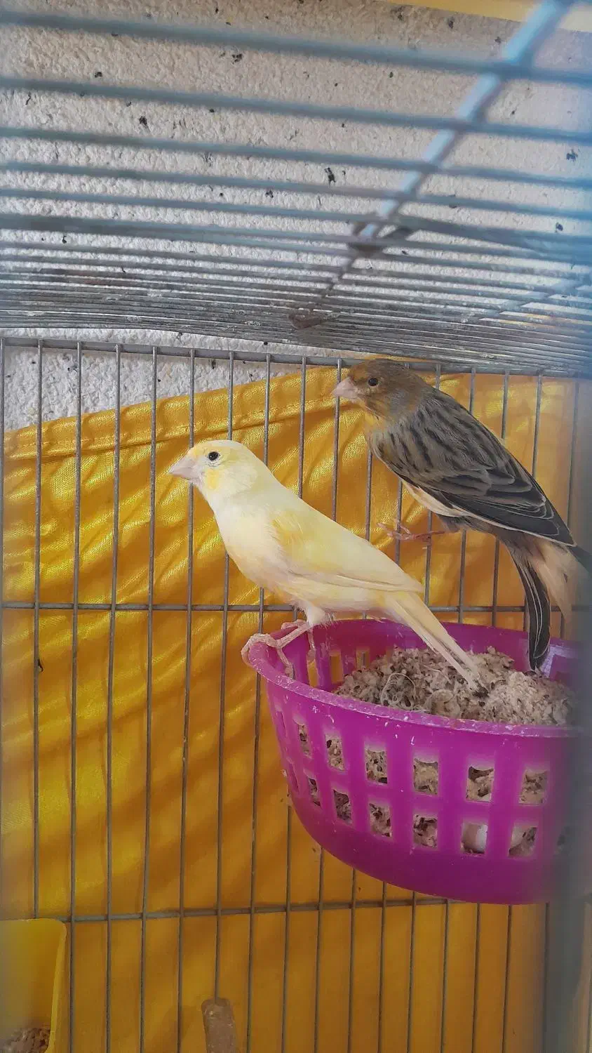 قناری جفت|پرنده|اردبیل, |دیوار