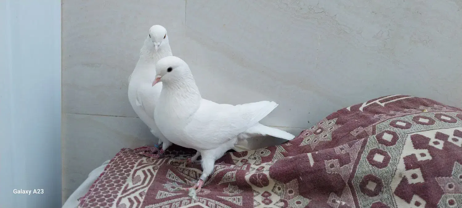 کبوتر سفید پرشی (تهرانی)|پرنده|خمینیشهر, |دیوار