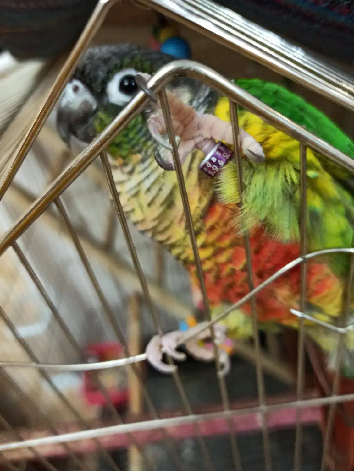 پرنده|پرنده|سهند, |دیوار