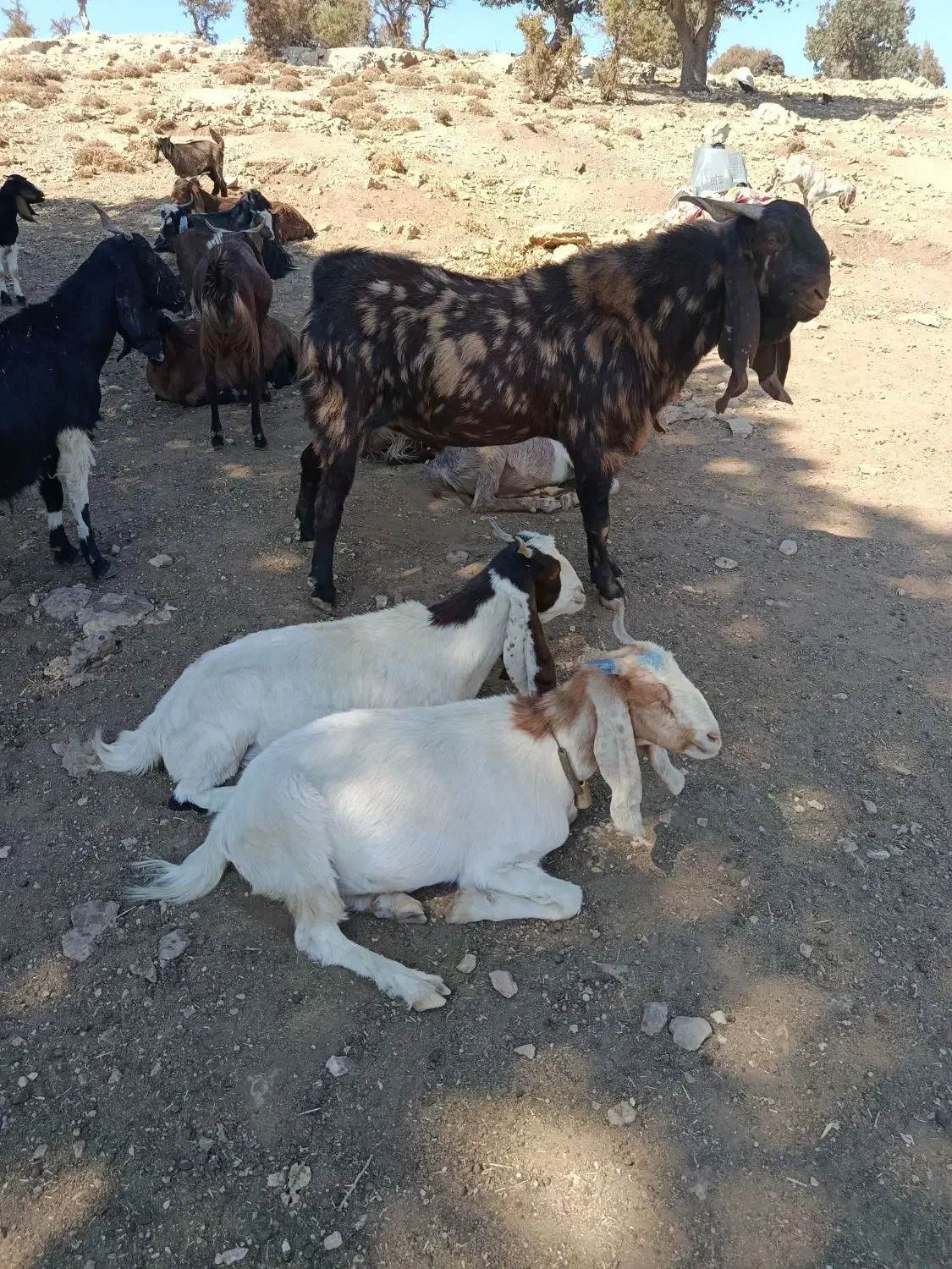 ساورین با دوتا بز داشتی درجه یک فروش|حیوانات مزرعه|آبدانان, |دیوار