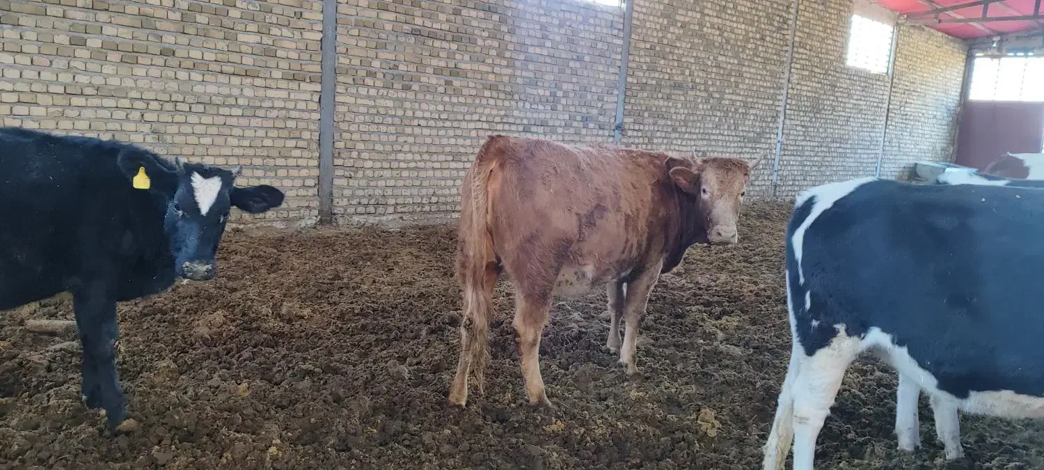 گوساله سیمینتال ماده پرواری|حیوانات مزرعه|شیروان (لرستان), |دیوار