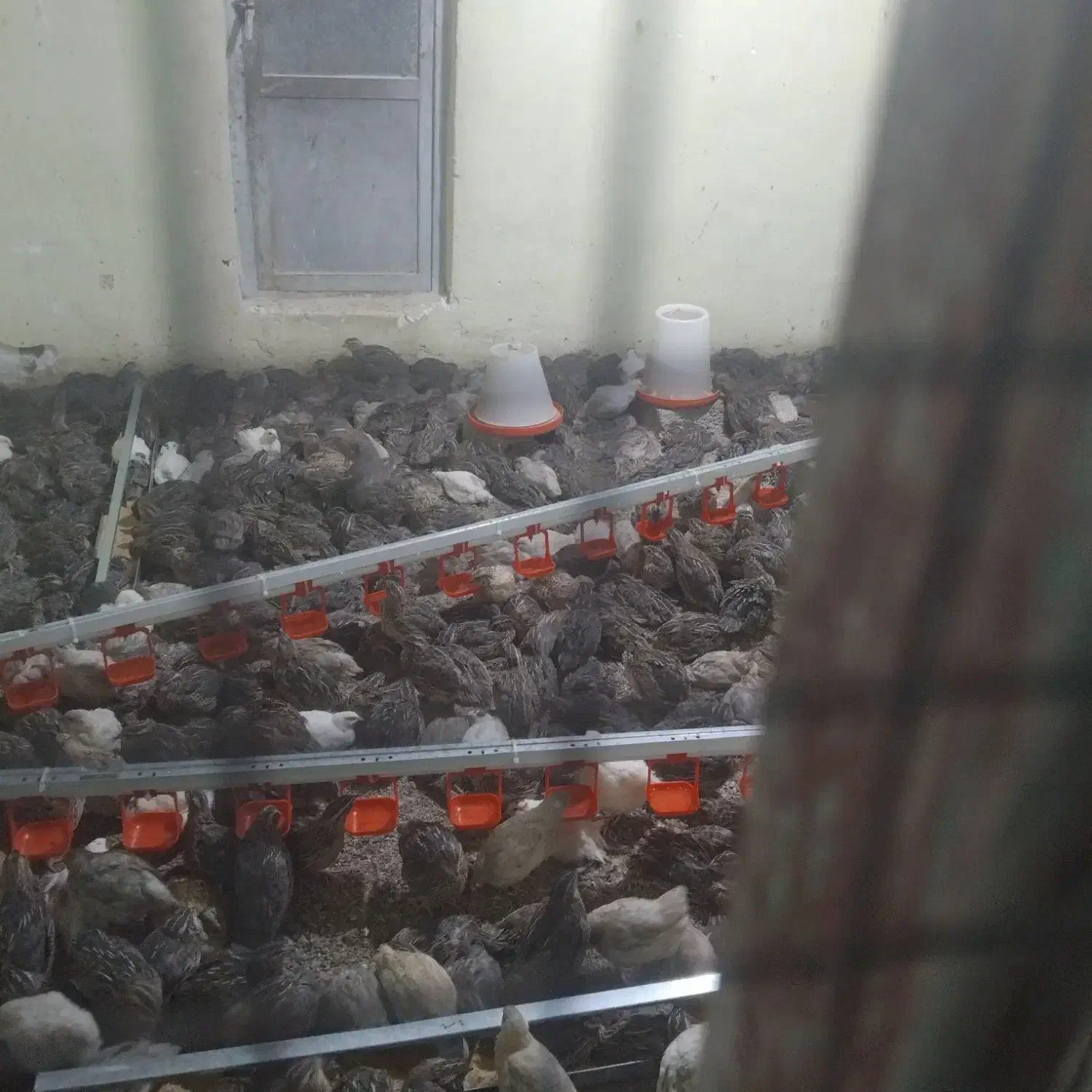 بلدرچین|پرنده|رویدر, |دیوار