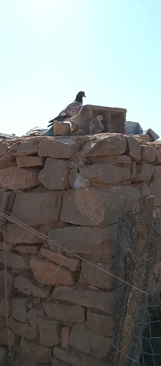 کفتر|پرنده|اندیکا, |دیوار