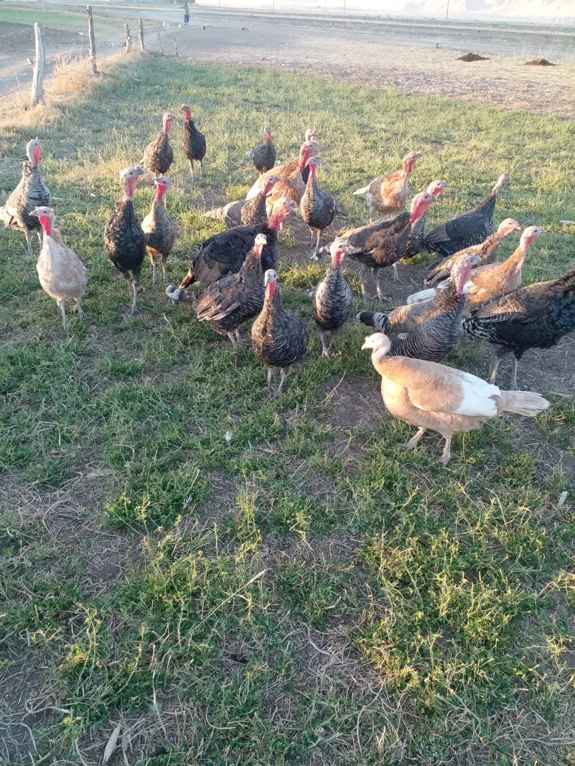 بوقلمون|حیوانات مزرعه|کرمانشاه, |دیوار