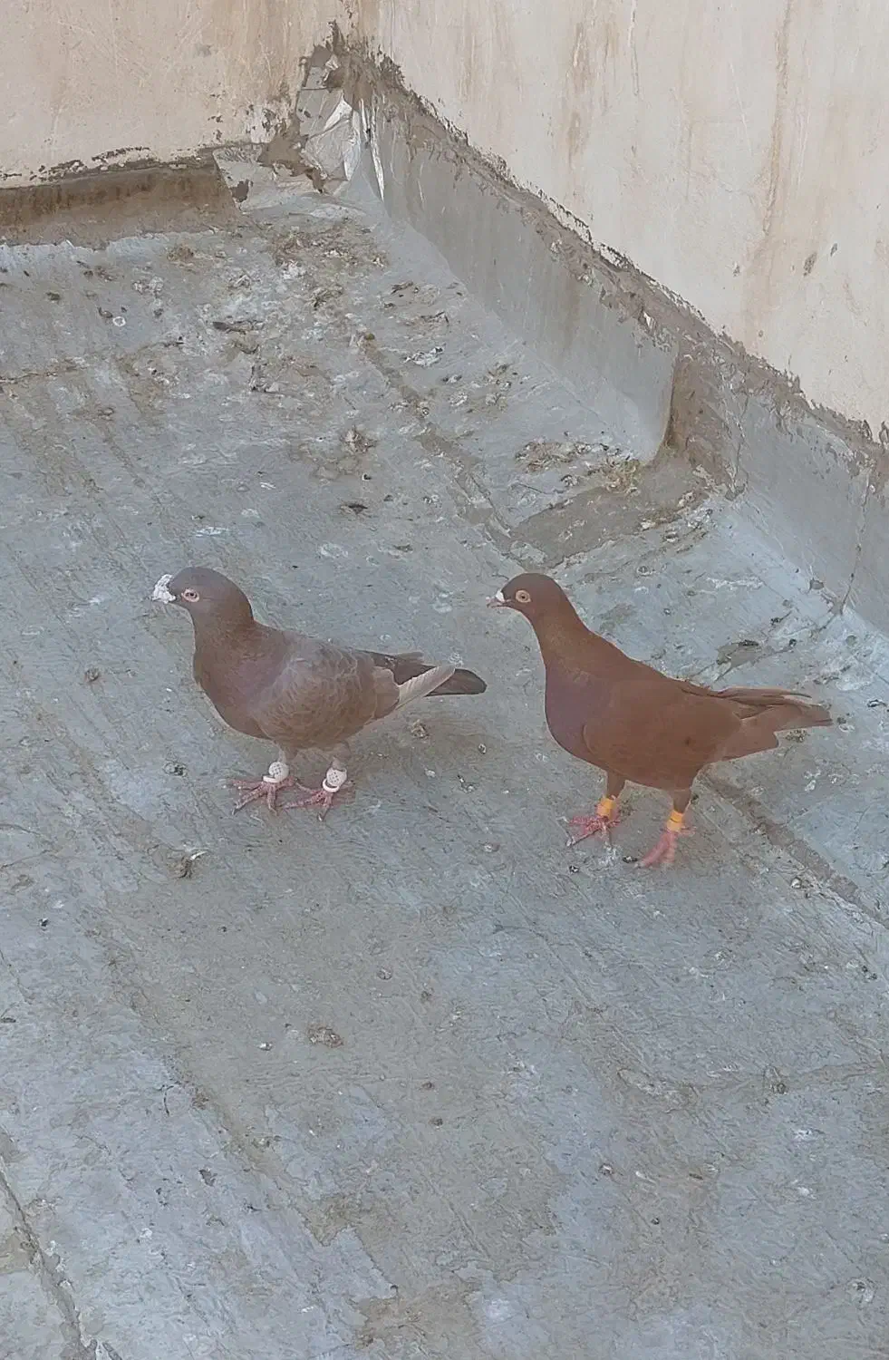 جفت دورگ درجه یک|پرنده|خرمشهر, |دیوار