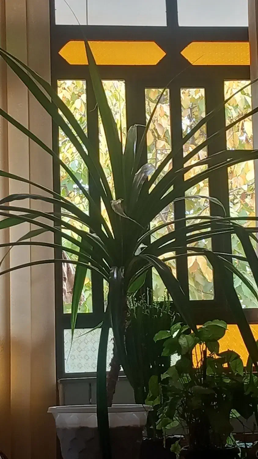 دوعدد گل|گل و گیاه طبیعی|خانمیرزا, |دیوار