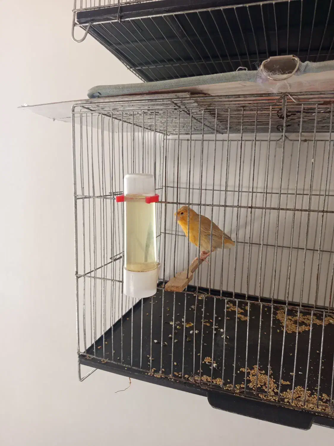 قناری نر و ماده آهویی|پرنده|الیگودرز, |دیوار