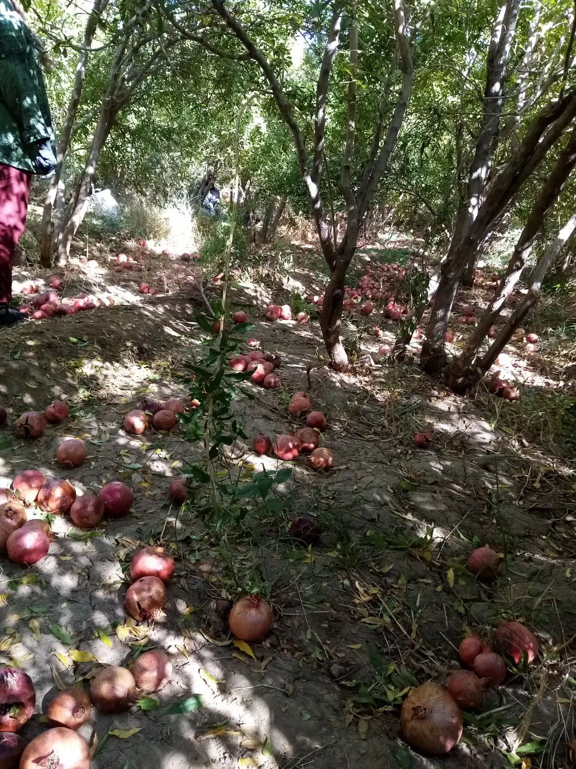 انار هفتادر|خوردنی و آشامیدنی|عقدا, |دیوار