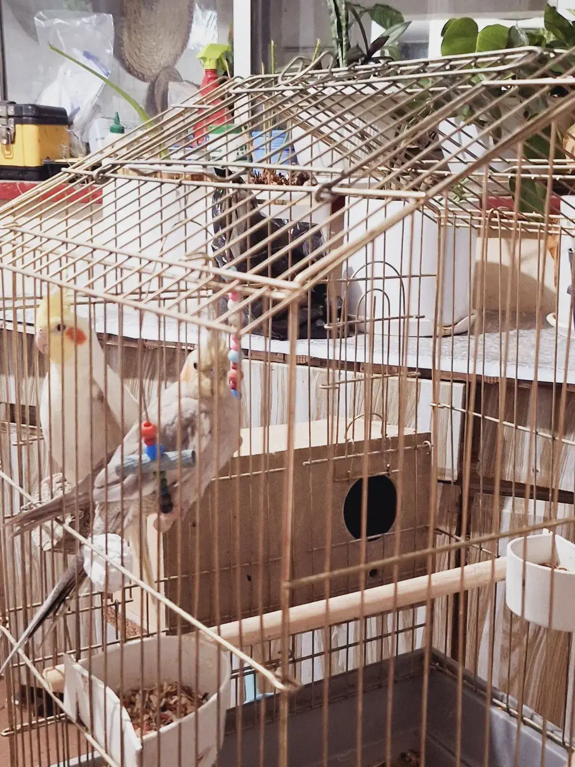 عروس هلندی|پرنده|شاهین‌شهر, اقبال لاهوری|دیوار