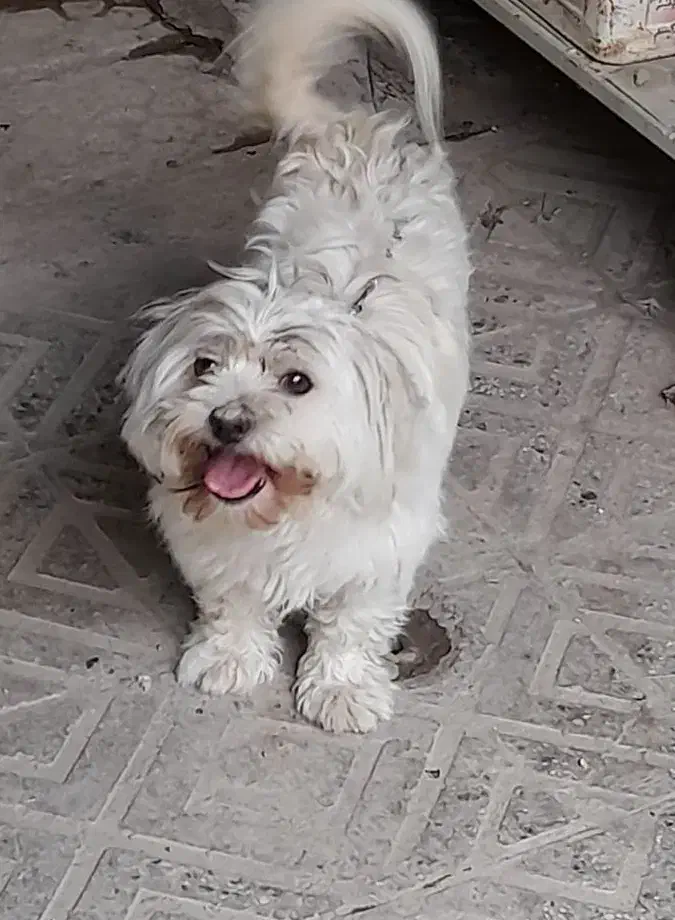 سگ سفید گمشده|سگ|گلپایگان, |دیوار