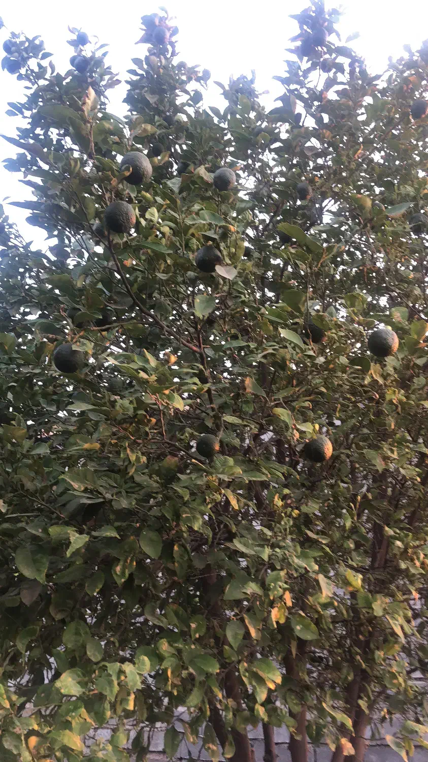 زمین تجاری کارگاهی اصلی تنگک سوم|فروش زمین و ملک کلنگی|بوشهر, |دیوار