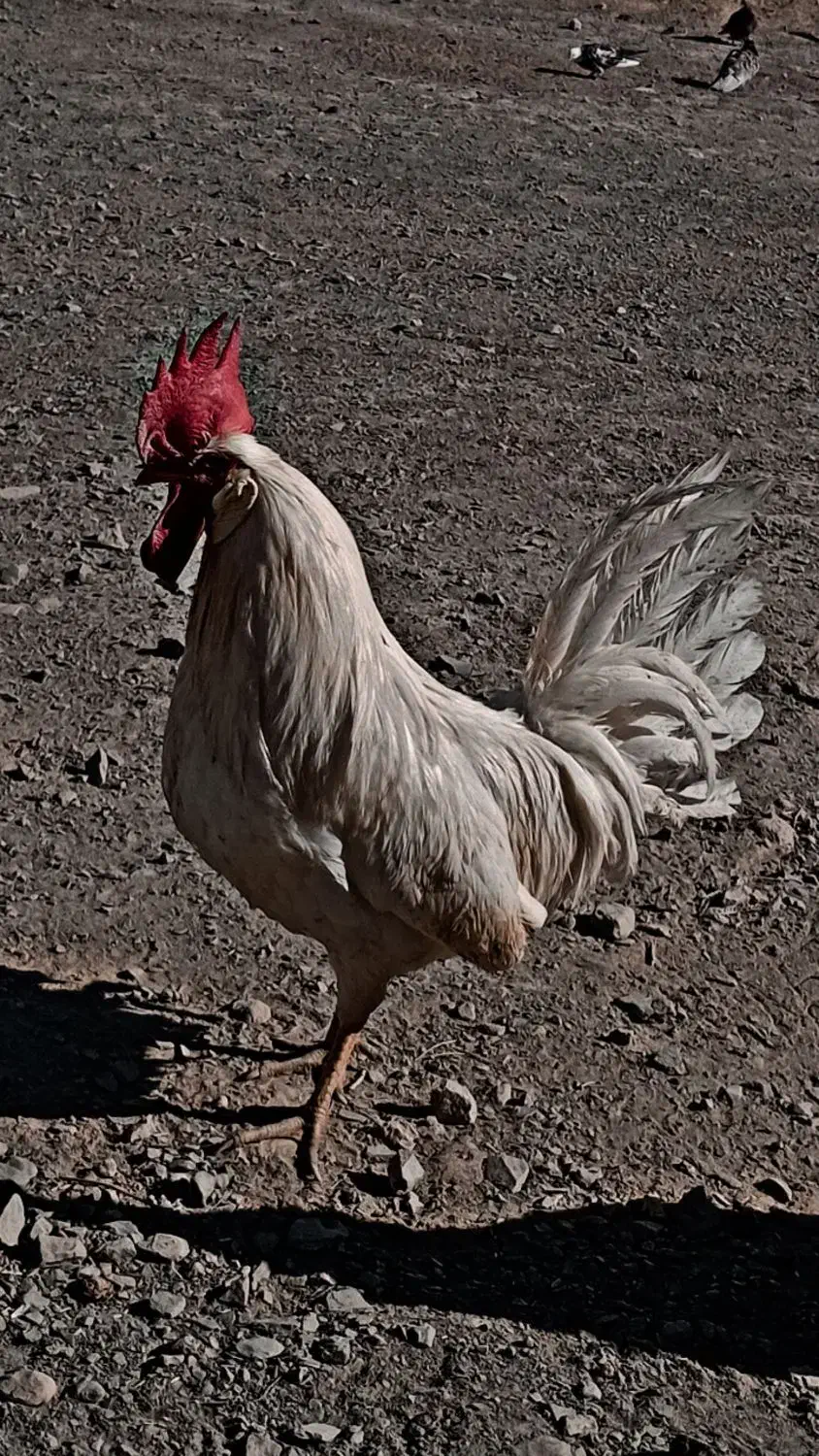 خروس فروشی|حیوانات مزرعه|گلپایگان, |دیوار