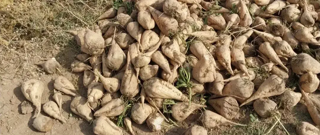 چغندر قند|عمدهفروشی|بشاریات, |دیوار